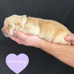 Honey (Purple) - Golden female Golden Retriever puppy in Cadillac, Michigan from K & M Golden Retrievers