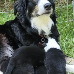 Border Collies from Bordercolliecouple