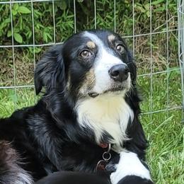 Border Collies from Bordercolliecouple