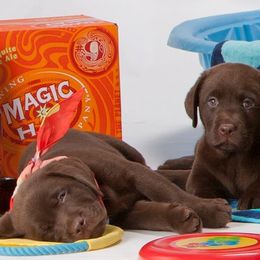 Labrador Retrievers from Hazelnut Farm Labradors