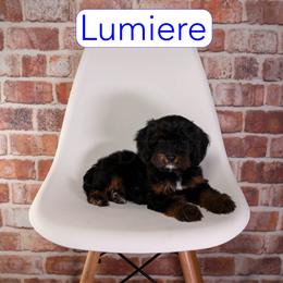 Lumiere - Black and tan male Cavapoo puppy in Calhoun, Georgia from Happy Top Doodles
