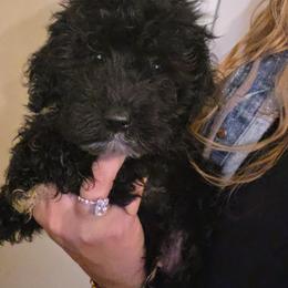 Chuck - Black and white male Schnoodle puppy in Galena, Illinois from Perry's doodles