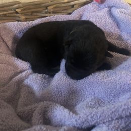 German Shepherd Puppies from Alte Schule Shepherds