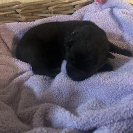 German Shepherd Puppies from Alte Schule Shepherds
