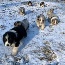 Australian Shepherds from Robin’s Nest Australian Shepards