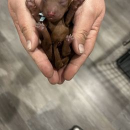 Poodle Puppies from Segovia Pups