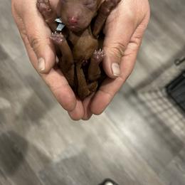 Poodle Puppies from Segovia Pups