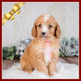 Sally - Red female Bernedoodle puppy in Connersville, Indiana from Deaz Doodle Ranch