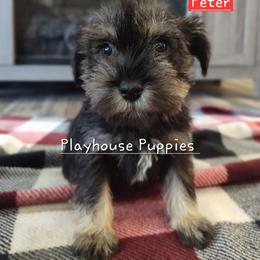 Peter - Salt and pepper male Miniature Schnauzer puppy in Lebanon, Missouri from Playhouse Puppies