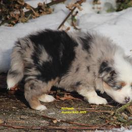 Frost - full tail - Blue merle female Miniature American Shepherd puppy in Hillsdale, Michigan from Faithwalk Aussies and Mini American Shepherds