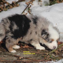 Frost - full tail - Blue merle female Miniature American Shepherd puppy in Hillsdale, Michigan from Faithwalk Aussies and Mini American Shepherds