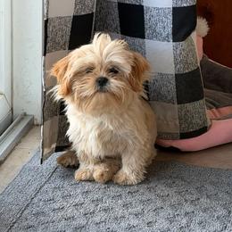 Daisy - Cream and white female Shih Tzu puppy in Connersville, Indiana from Royal Blossom Shihtzus