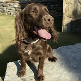Cocoa - English Cocker Spaniel