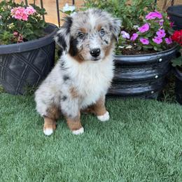 Girl 2 - Blue merle female Australian Shepherd puppy in San Bernardino, California from Zermeno Ranch