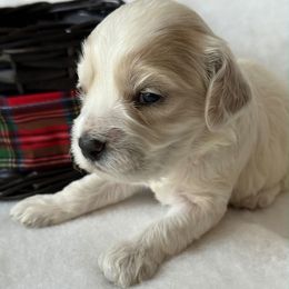 Rudolph - Buff and white male Cockapoo puppy in Bronson, Florida from Tabler Family Puppies
