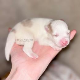 Pomsky Puppies from True North Pomskies