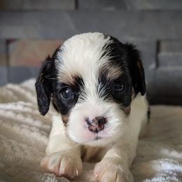 Tri Color Boy - Tri-color male Cavapoo puppy in San Diego, California from WW Cavapoos