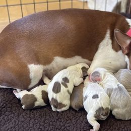 Boston Terrier Puppies from Bluffview Boston