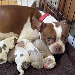 Boston Terrier Puppies from Bluffview Boston
