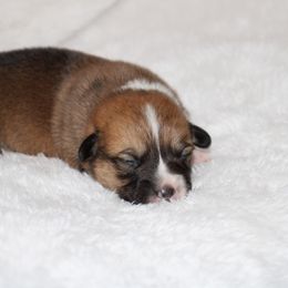 Jack - Sable male Pembroke Welsh Corgi puppy in Paradise, Texas from Corgis in Paradise
