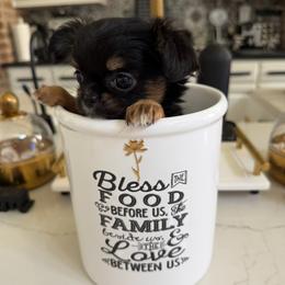 Extra Tiny , Tiffany 9900 - Chocolate and tan female Chihuahua puppy in Burleson, Texas from Tiny Diiamond Chihuahua