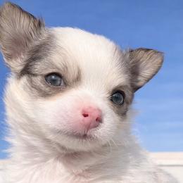 TINY Bella Boo - Chocolate sabled fawn female Chihuahua puppy in Tyler, Texas from Fancy Pants Chihuahua’s