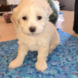 Girl 1 - Cream female Maltipoo puppy in Brooksville, Florida from DeVall Maltipoos