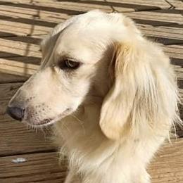 Jude - Dachshund