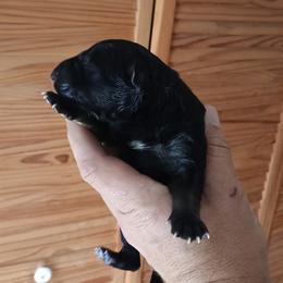 Girl 1 - Black and tan female German Shepherd puppy in Dawsonville, Georgia from Vom Aussenseiter