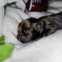 Theo - Chocolate male Shih Tzu puppy in Arcadia, Florida from Kitsune Cuddles and kisses