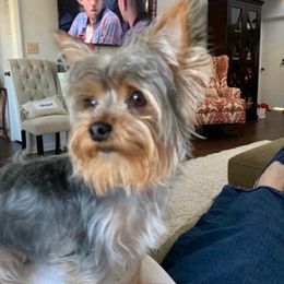 Yorkshire Terriers from Shay's Yorkies
