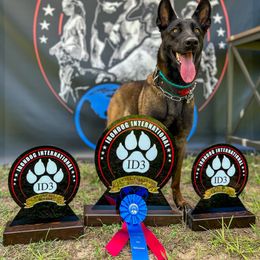 Belgian Malinois and Dutch Shepherd All Grown Up from Berserkermalinoiskennel