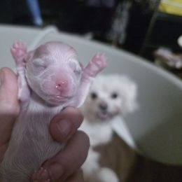 Oatmeal - White male Maltese puppy in Belleville, Michigan from Michigan Maltese Puppies
