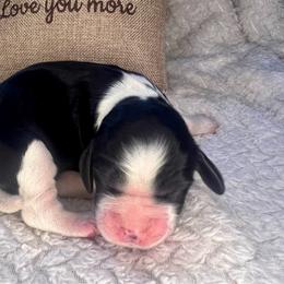 Cherry - White and black female English Springer Spaniel puppy in Swainsboro, Georgia from Sweet Georgia Springers