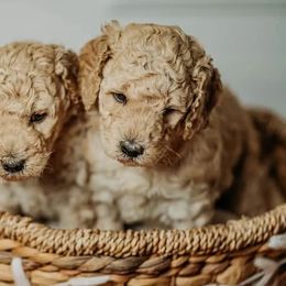 Aussiedoodles, Bernedoodles, Goldendoodles, and Poodles from Scott’s Farm Poodles and Doodles