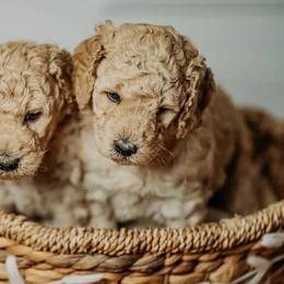 Aussiedoodles, Bernedoodles, Goldendoodles, and Poodles from Scott’s Farm Poodles and Doodles