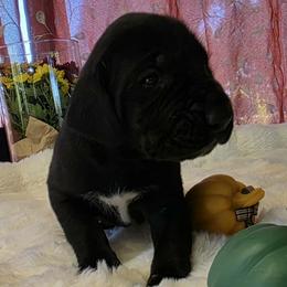 Hershey - Black male Great Dane puppy in Albany, Oregon from Red Cloud Australian Shepherds and DeGray Great Danes & Bulldogs