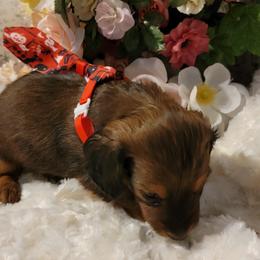 Dachshund Puppies from CLARK'S BREEDING PROGRAM