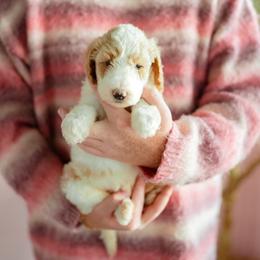 Gumbo - Parti male Goldendoodle puppy in Inman, South Carolina from Dark Corner Doodles