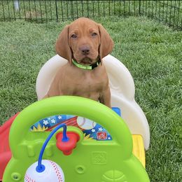 Vizsla Puppies from Utah Vizsla’s