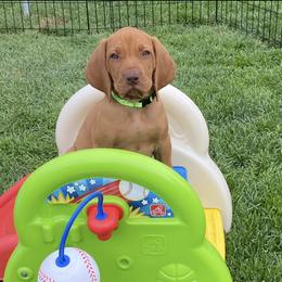 Vizsla Puppies from Utah Vizsla’s