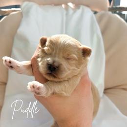 Puddle - Apricot female Maltipoo puppy in Vancouver, Washington from Pnwfamilydoodles
