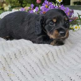 Squirrel - Black and tan female Dachshund puppy in Richburg, New York from Granny's babies
