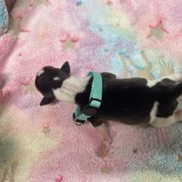 Santino - White and seal male Italian Greyhound puppy in Lancaster, Missouri from White Stone Ranch