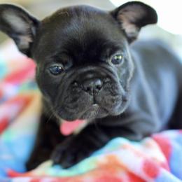 French Bulldogs from Axles Frenchies