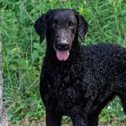 Curly-Coated Retrievers from Darkside Retrievers