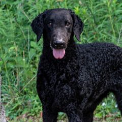 Curly-Coated Retrievers from Darkside Retrievers