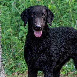 Curly-Coated Retrievers from Darkside Retrievers