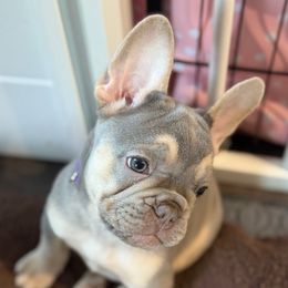 Purple - Blue fawn male French Bulldog puppy in Placerville, California from Amber Gomes