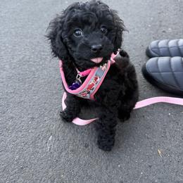Cavapoo, Cockapoo, Maltipoo, and Poodle Puppies from Heavenly Puppies to Love